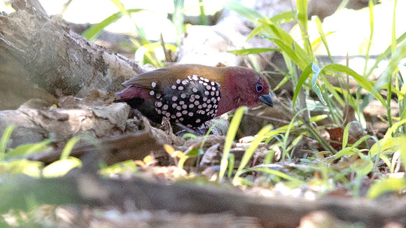 Pink-throated Twinspot (Hypargos margaritatus) male