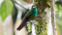 Rufous-tailed Hummingbird (Amazilia tzacatl)