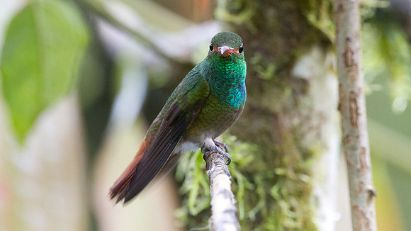 Rufous-tailed Hummingbird (Amazilia tzacatl)