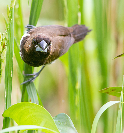 Javan munia (Lonchura leucogastroides)