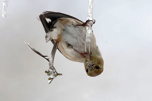 American Goldfinch (Carduelis tristis)