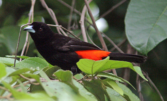 Cherrie's Tanager (Ramphocelus costaricensis) male