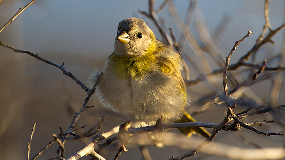 Saffron Finch (Sicalis flaveola)