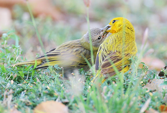 Saffron Finch (Sicalis flaveola) feeding young