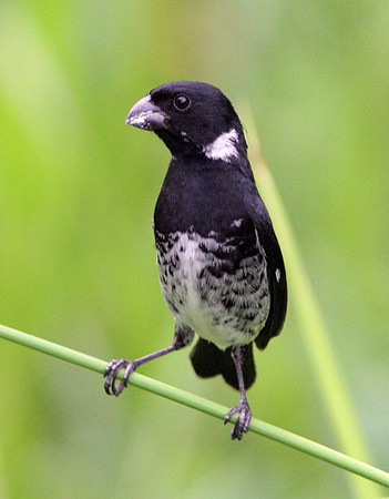 Variable Seedeater (Sporophila corvina)