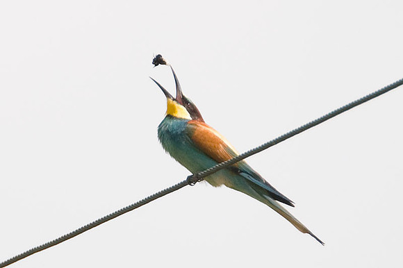European Bee-eater (Merops apiaster)
