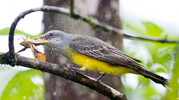 Tropical Kingbird (Tyrannus melancholicus)