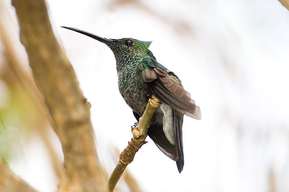 White-vented Plumeleteer (Chalybura buffonii)