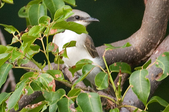 Gray Kingbird (Tyrannus dominicensis)