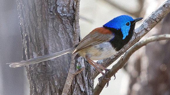Variegated fairywren (Malurus lamberti)