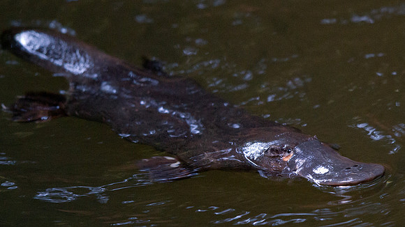 Platypus (Ornithorhynchus anatinus)