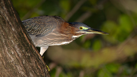 Green Heron (Butorides virescens)