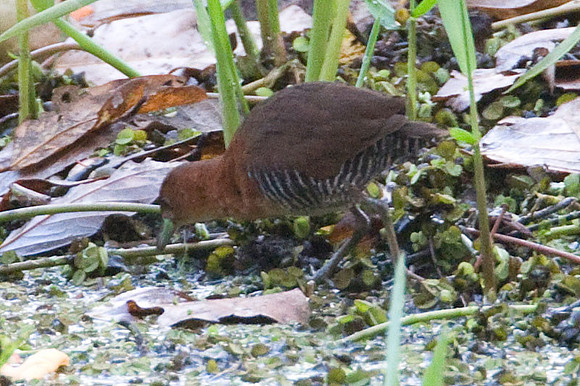 White-throated Crake (Laterallus albigularis)