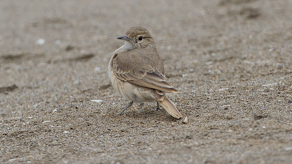 Coastal Miner (Geositta peruviana)