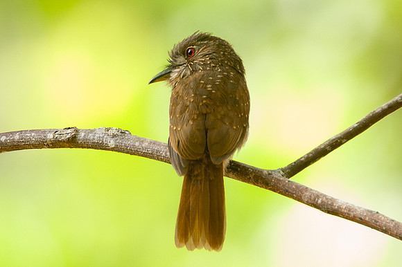 White-whiskered Puffbird (Malacoptila panamensis)