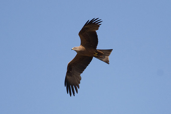 Black Kite (Milvus migrans)