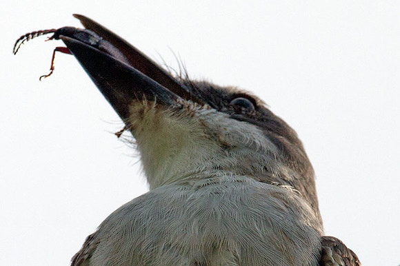Gray Kingbird (Tyrannus dominicensis)
