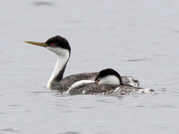 Western Grebe (Aechmophorus occidentalis) male and female