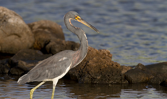 Tricolored Heron (Egretta tricolor)