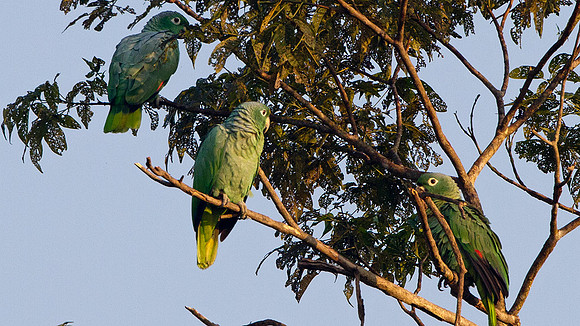Mealy Parrot (Amazona farinosa)
