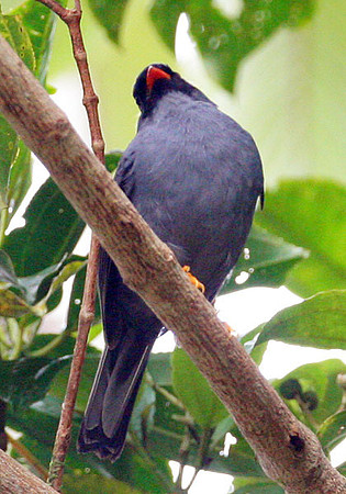 Black-faced Solitaire (Myadestes melanops)