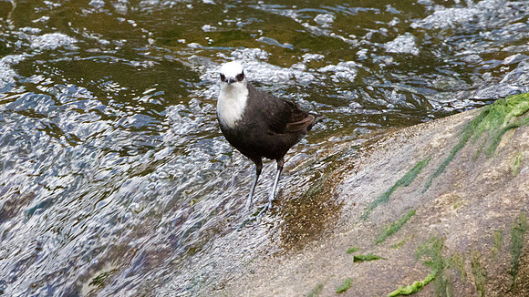 White-capped Dipper (Cinclus leucocephalus)