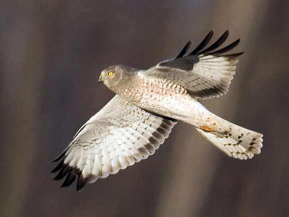Hen Harrier (Circus cyaneus) male; or Northern Harrier
