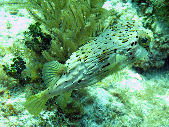 Long-spine Porcupinefish (Diodon holocanthus) also known as Spiny Balloonfish