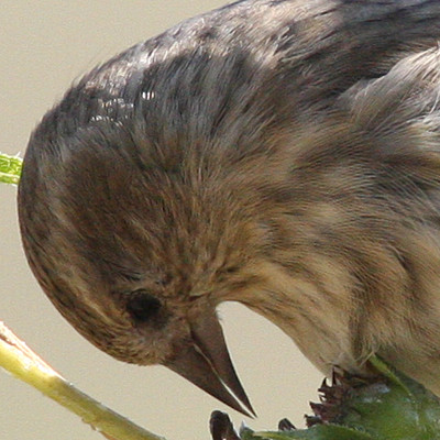 Pine Siskin (Carduelis pinus)