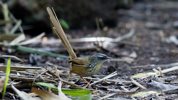 Hill prinia (Prinia superciliaris)