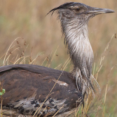 Kori Bustard (Ardeotis kori)