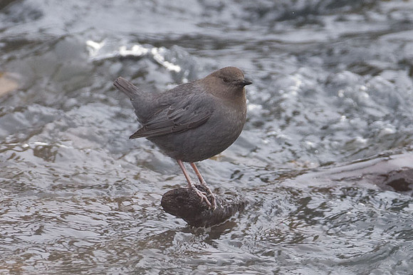American Dipper (Cinclus mexicanus)