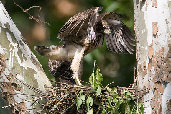 Red-shouldered Hawk (Buteo lineatus) juvenile