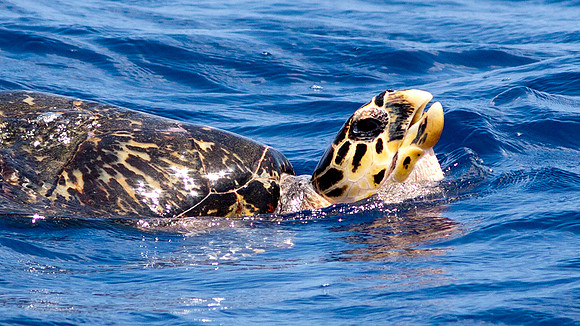 Hawksbill sea turtle (Eretmochelys imbricata)