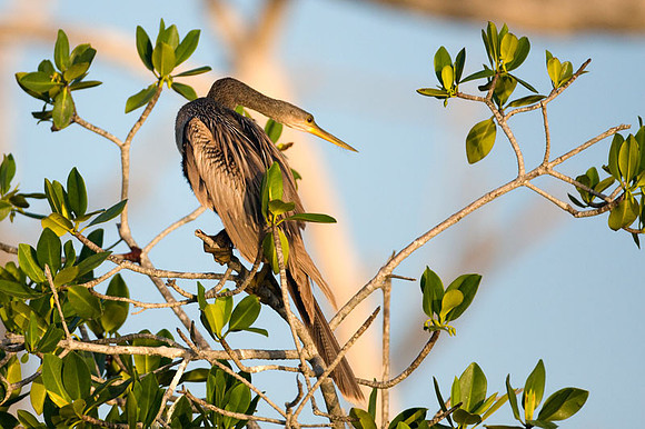 Anhinga (Anhinga anhinga)