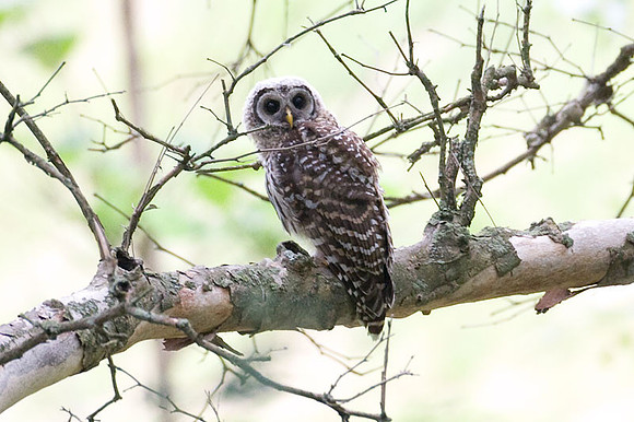 Barred Owl (Strix varia) juvenile