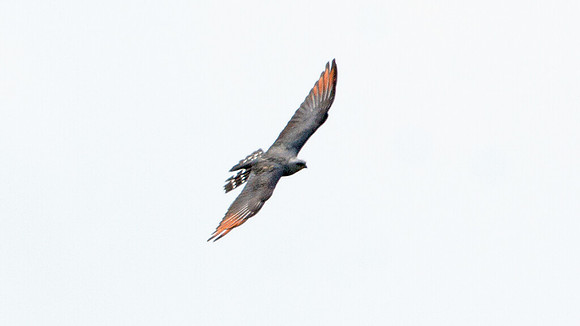 Plumbeous Kite (Ictinia plumbea)