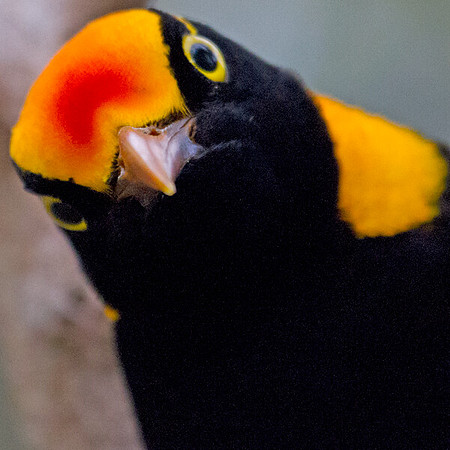 Regent bowerbird (Sericulus chrysocephalus) Male