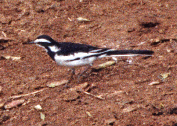 African Pied Wagtail (Motacilla aguimp)