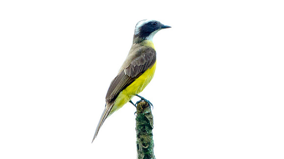 Rusty-margined Flycatcher (Myiozetetes cayanensis)