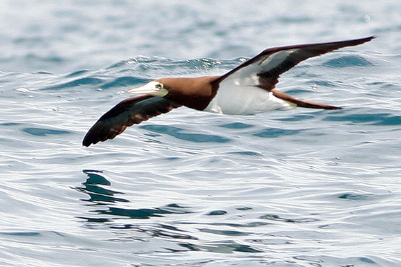Brown Booby (Sula leucogaster)