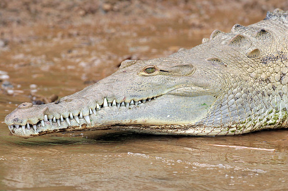American Crocodile (Crocodylus acutus)