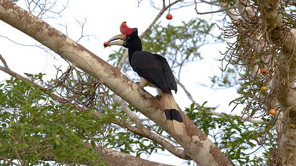 Rhinoceros Hornbill (Buceros rhinoceros) male