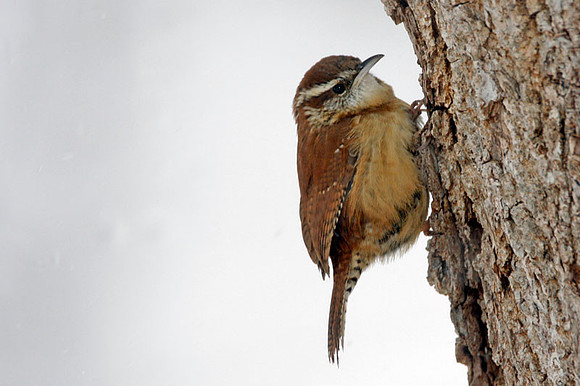Carolina Wren (Thryothorus ludovicianus)