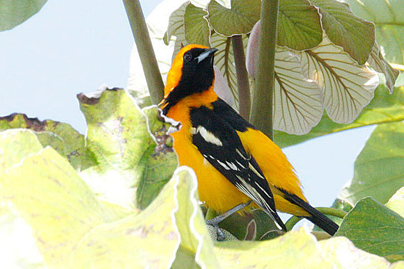 Hooded Oriole (Icterus cucullatus) male