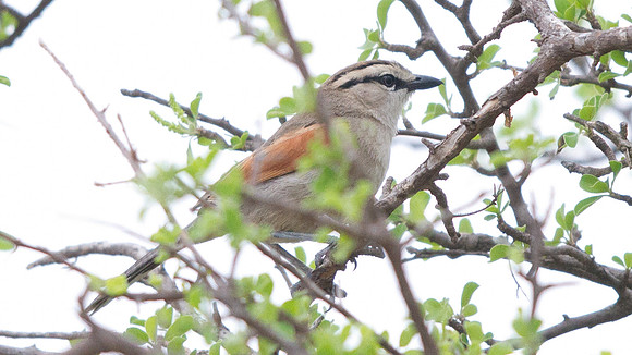 Brown-crowned Tchagra (Tchagra australis)