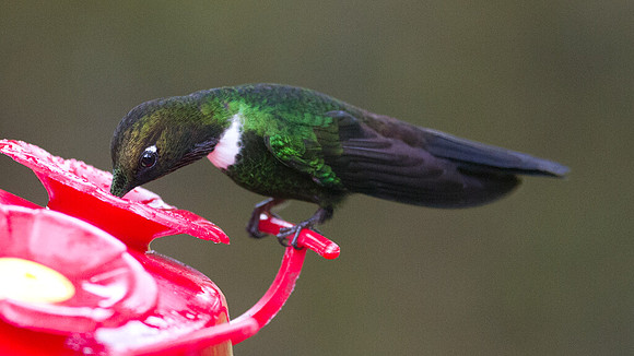 Collared Inca (Coeligena torquata)