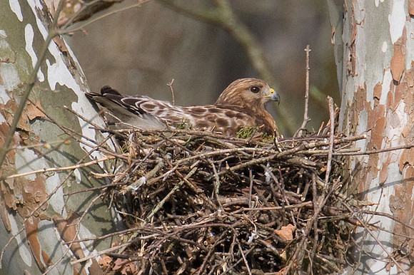Red-shouldered Hawk (Buteo lineatus)