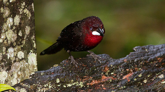 Silver-beaked Tanager (Ramphocelus carbo)