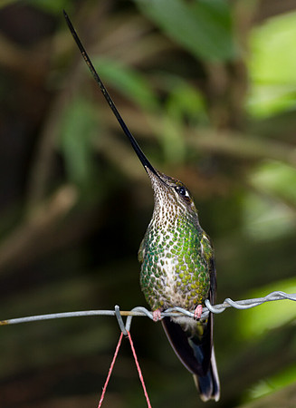 Sword-billed Hummingbird (Ensifera ensifera)